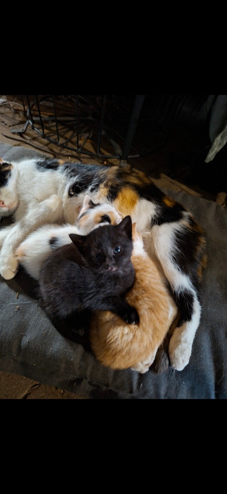 Kittens