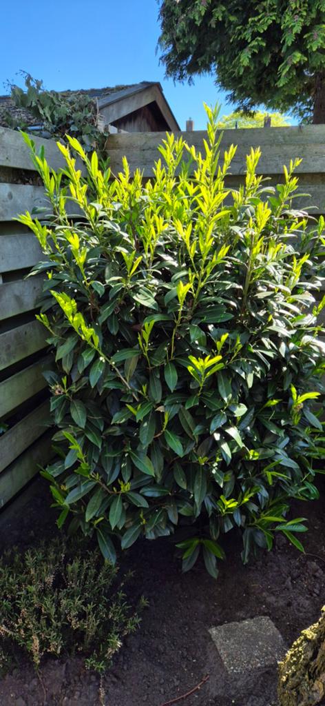 Laurier struik, Ophalen, Laurier, Struik, 100 tot 250 cm