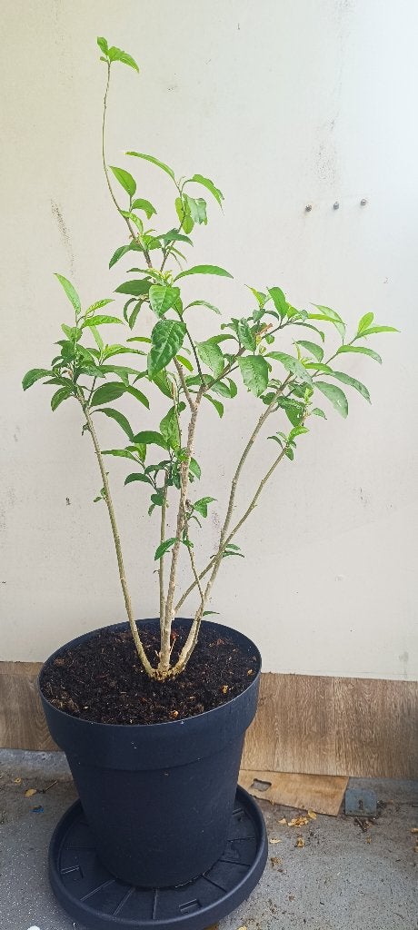 Night-Blooming Jasmine, Ophalen, Overige soorten, Volle zon