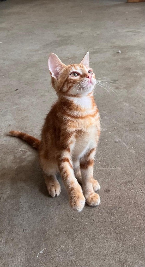 Prachtige lieve boerderijkittens te koop, Kater, Kortharig, 0 tot 2 jaar