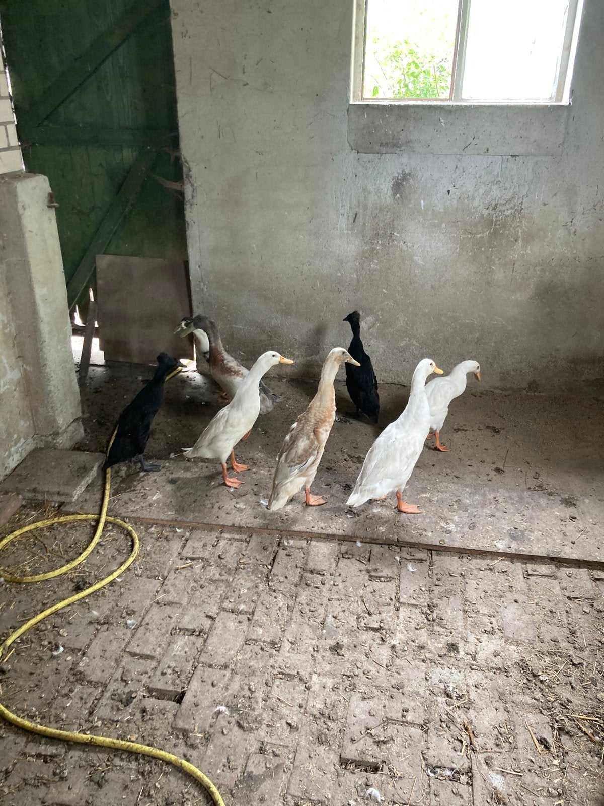 Loopeenden, Dieren en Toebehoren, Pluimvee, Meerdere dieren, Eend