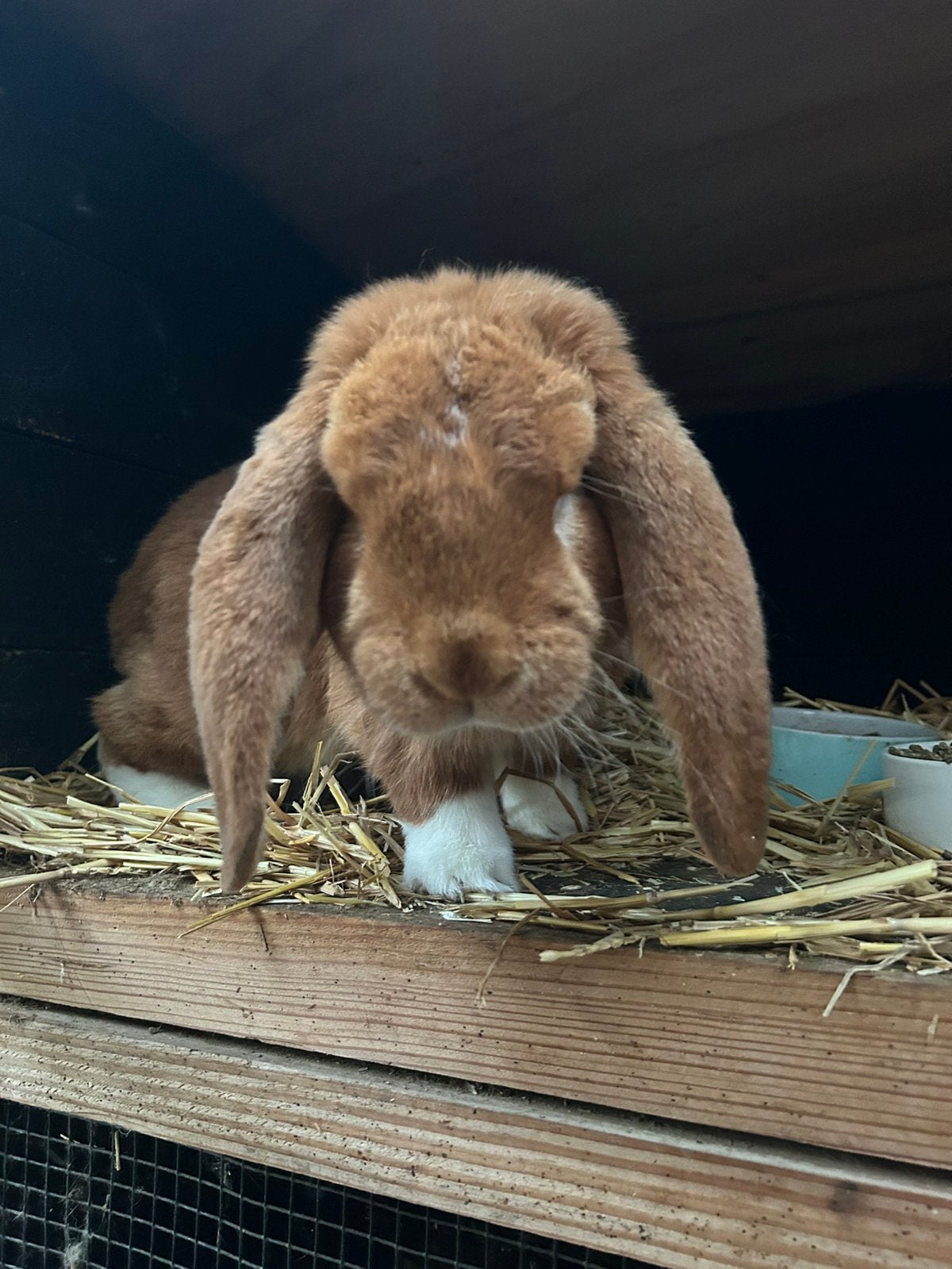 Mooie grote raszuivere franse hangoor, Dieren en Toebehoren, Mannelijk, Groot, Hangoor, 0 tot 2 jaar