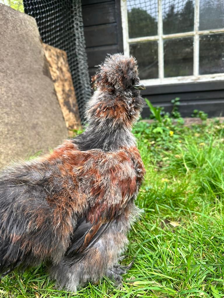 Zijdehoen haantje, Dieren en Toebehoren, Pluimvee, Mannelijk, Kip