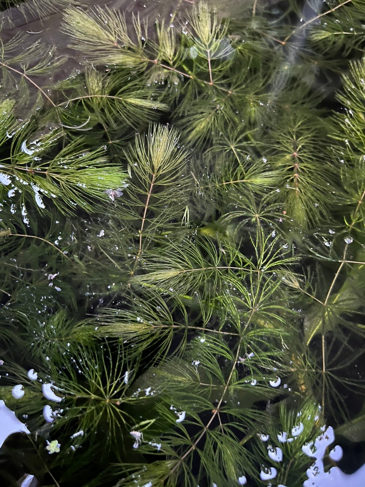 Hoornblad zuurstofplant vers uit vijver, vol plastic tasje, Tuin en Terras, Vijvers, Ophalen, Nieuw