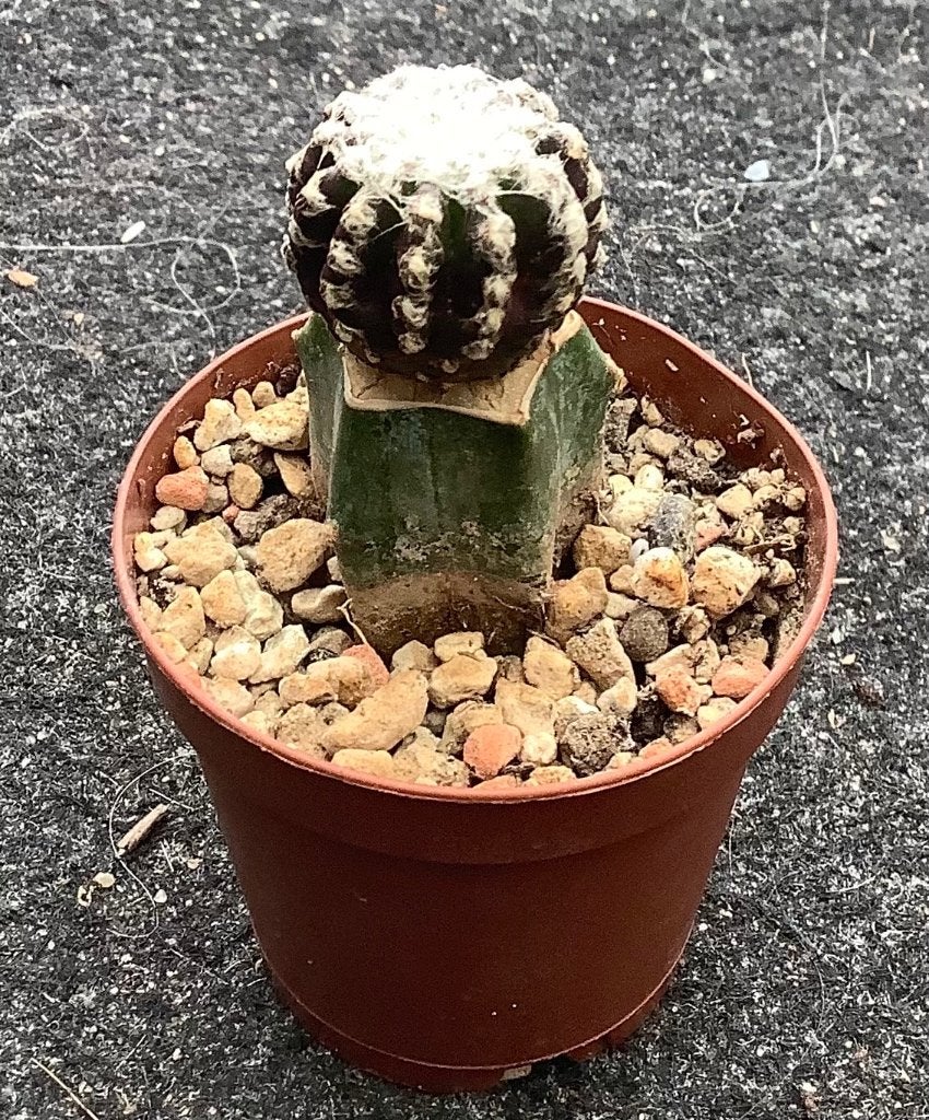 Cactus, Discocactus, Ophalen of Verzenden, Cactus, Volle zon, Minder dan 100 cm