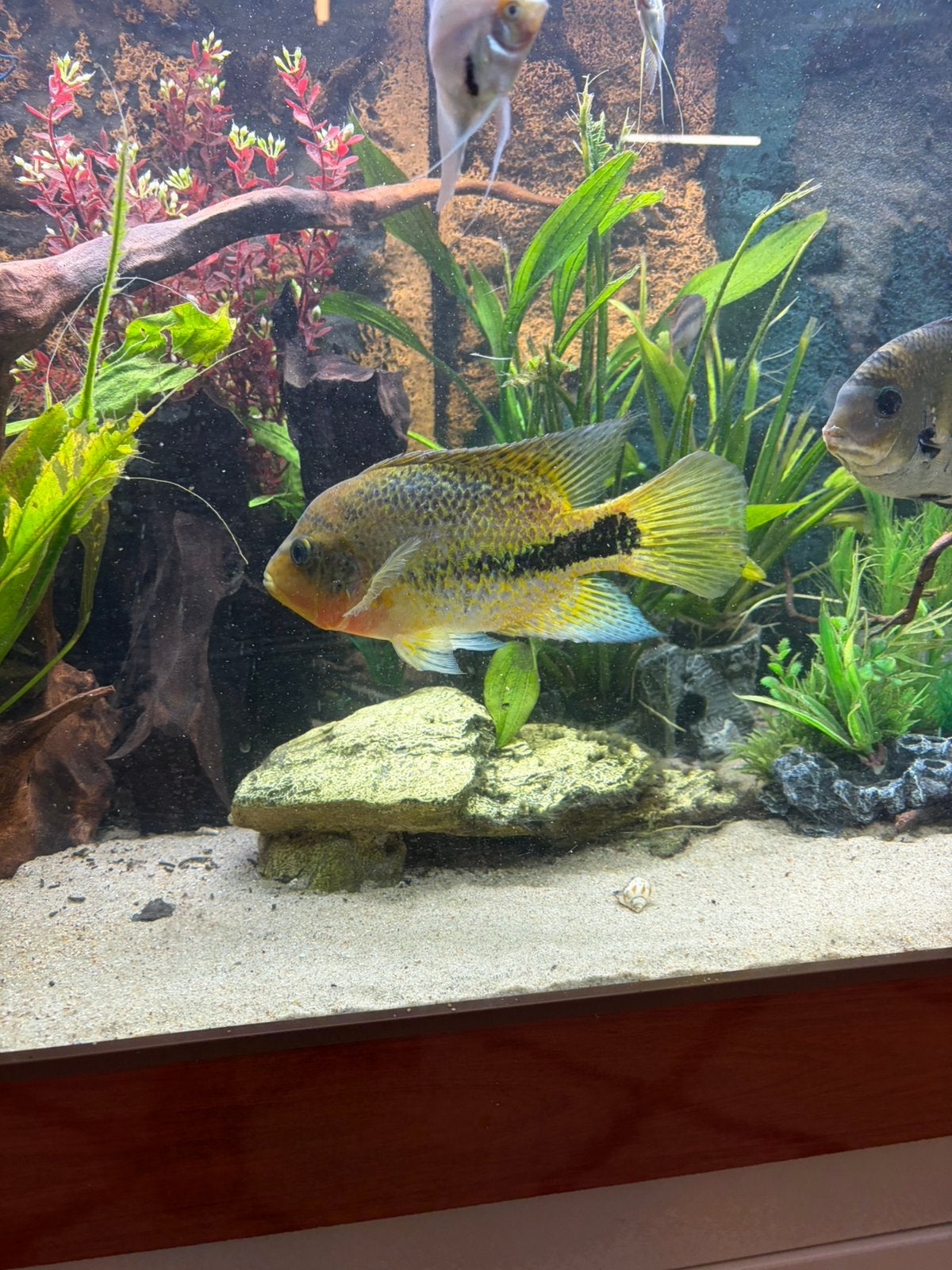 Hele mooie (vooral met neon) gezonde cichlide te koop 20 cm, Dieren en Toebehoren, Vis