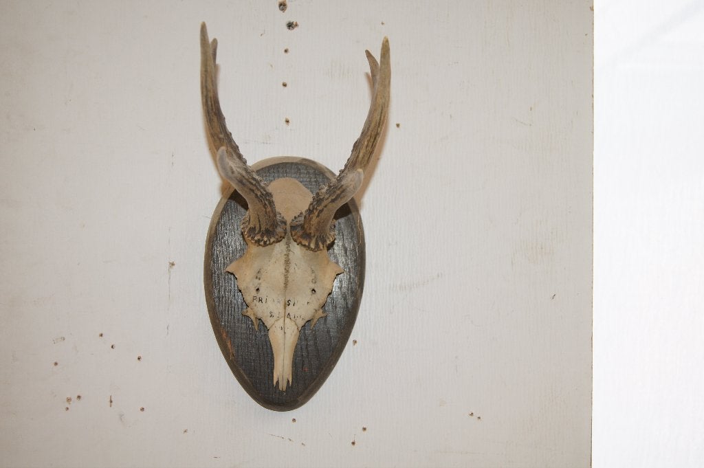 Hertenkop met gewie  op houten schild ( Diverse geweien, Ophalen of Verzenden, Hert, Beeldje of Figuurtje