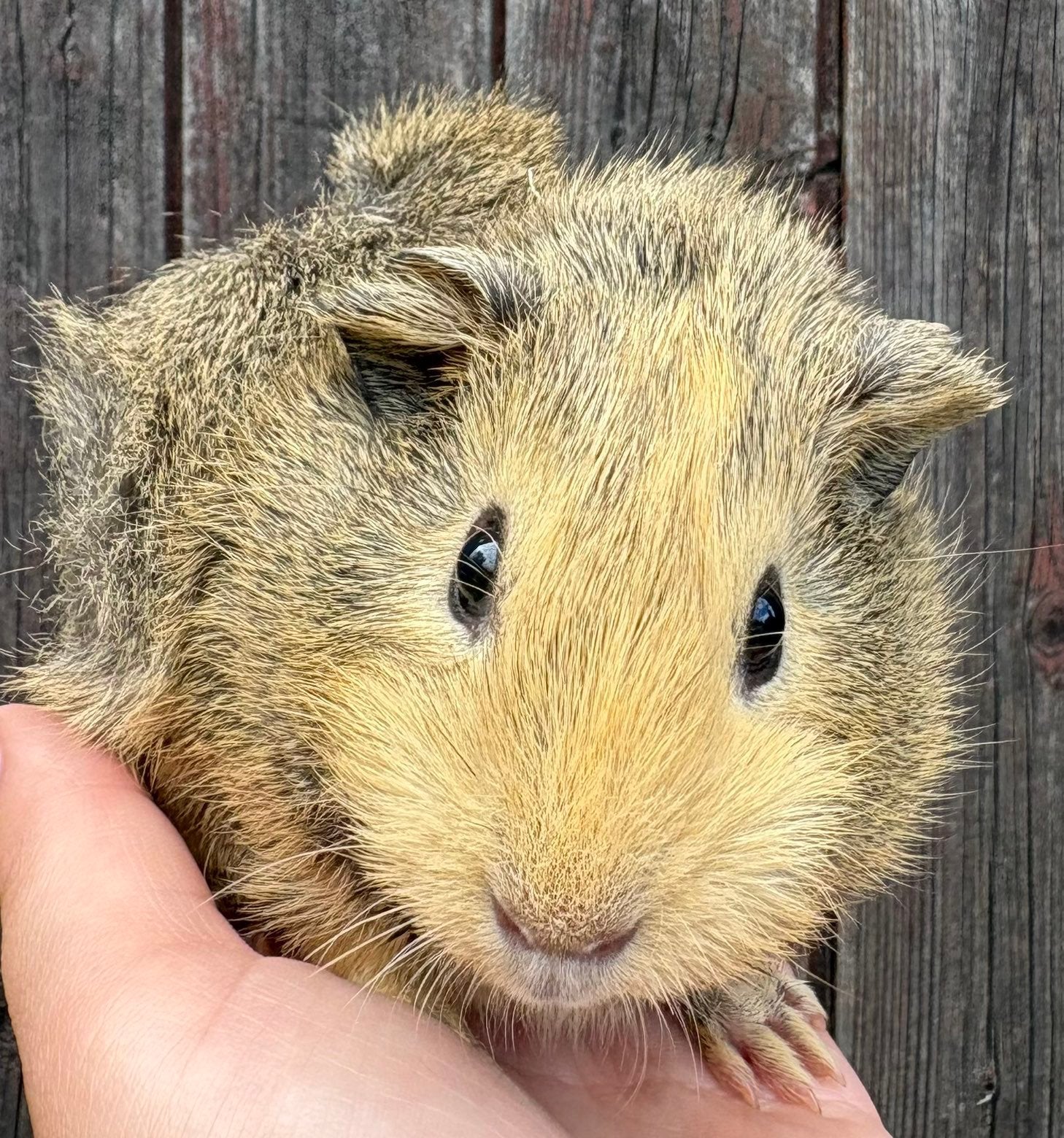 Cavia zeugjes, Cavia, Vrouwelijk, Mei, Tam