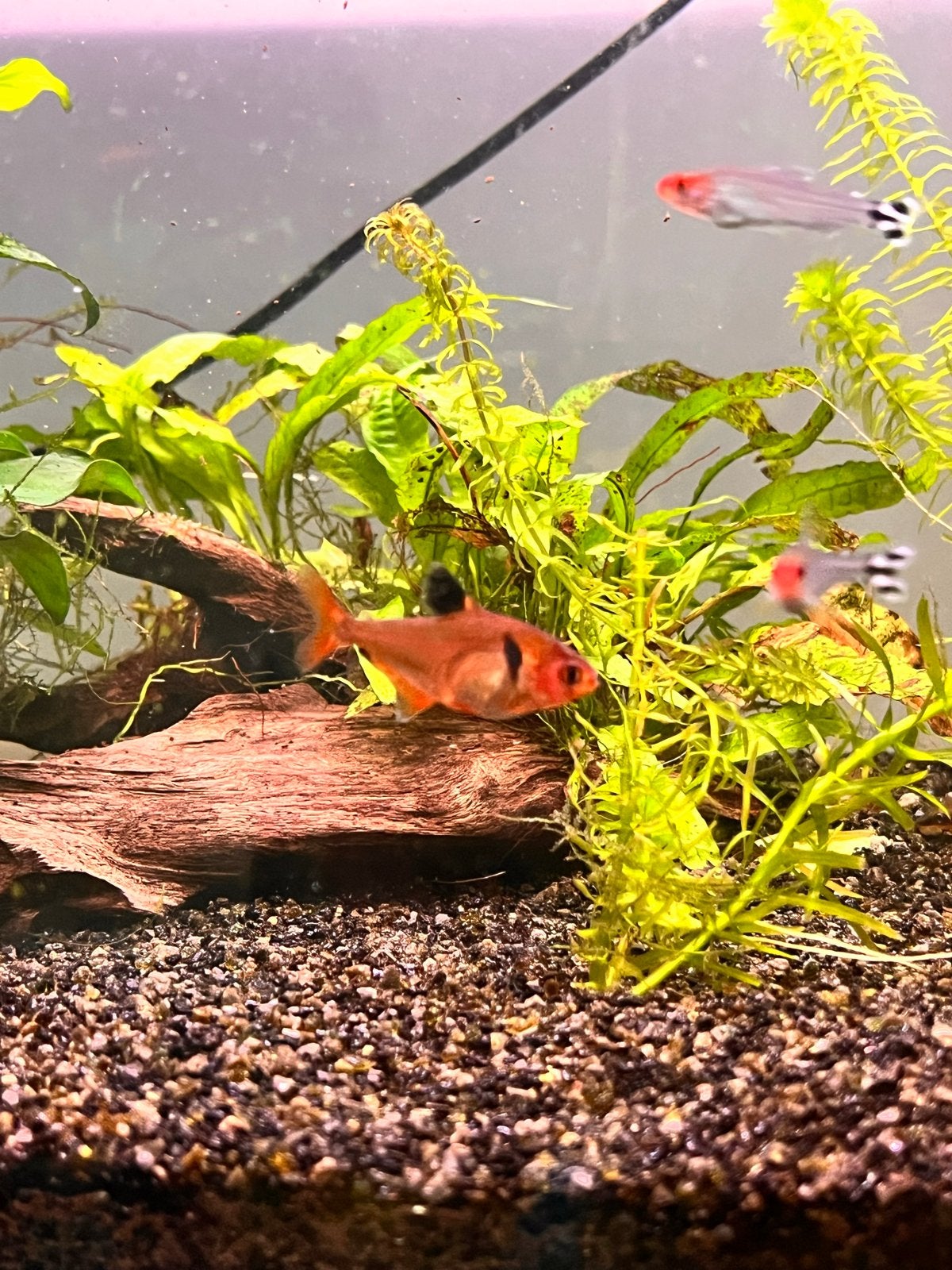 Fantoomzalmen rood en zwart, Dieren en Toebehoren, Vissen | Aquariumvissen, Vis, Zoetwatervis