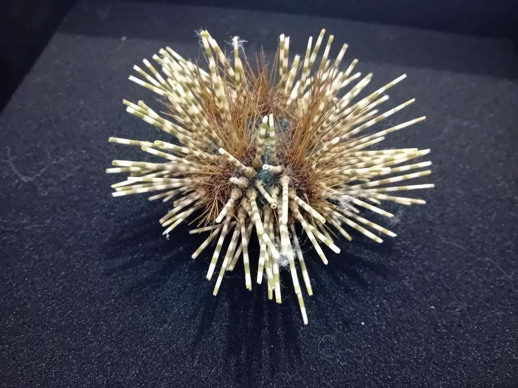 Zee egel, Ophalen of Verzenden