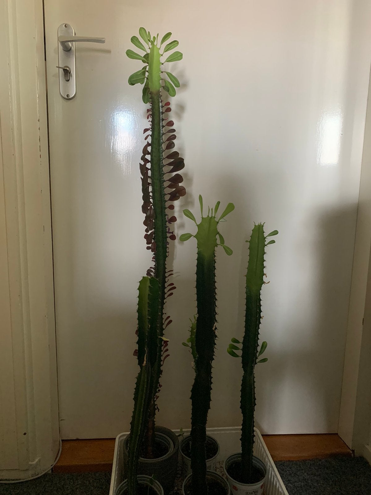 5 lange cactussen langste  1 meter 2 soorten, Ophalen, Zo goed als nieuw