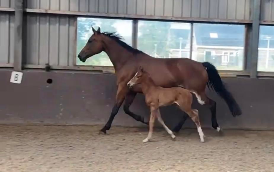 14 jarige merrie Voice x Gibraldi, Dieren en Toebehoren, Paarden, Merrie, 175 cm of meer, Niet van toepassing, Dressuurpaard
