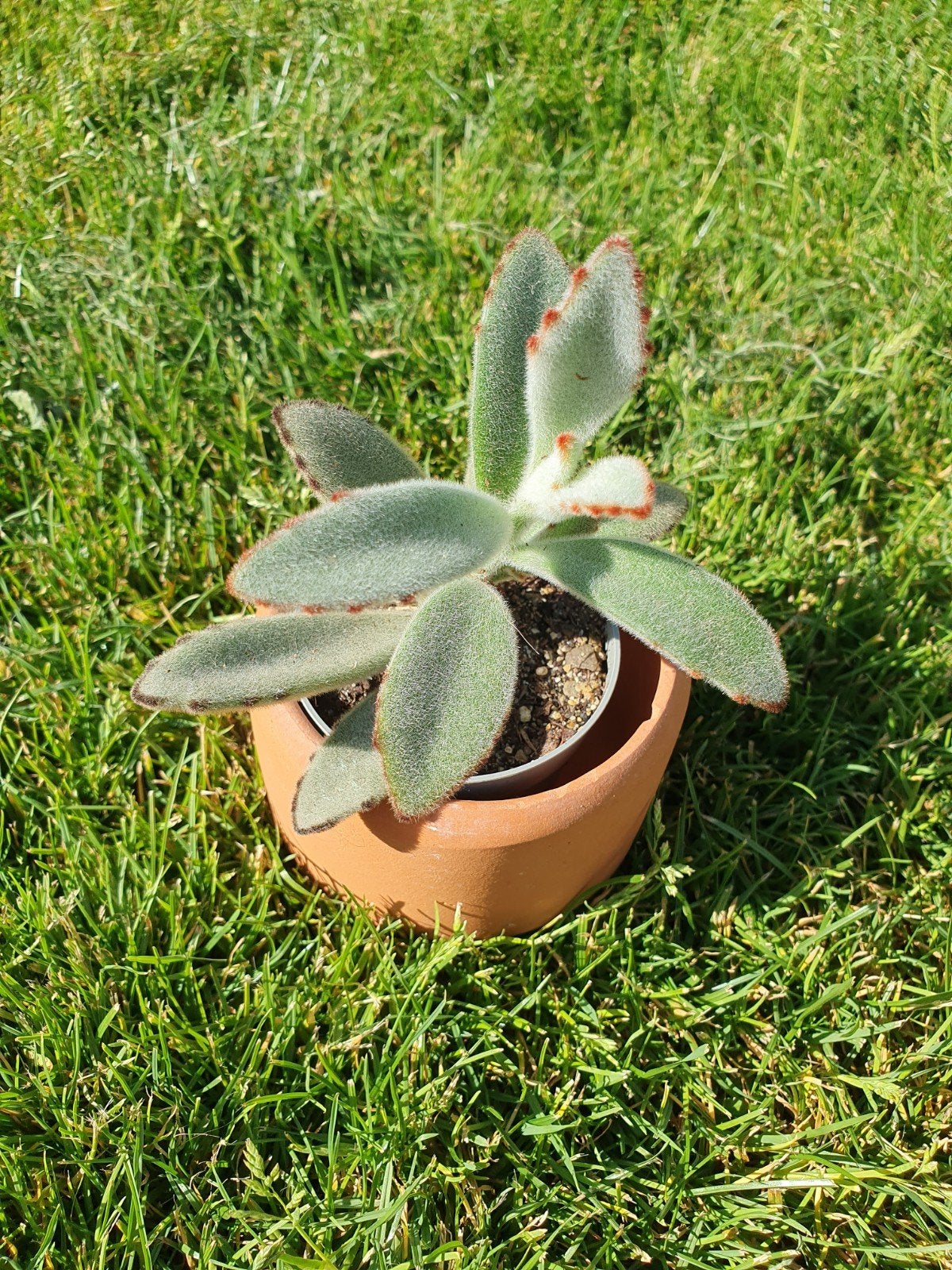 Mooie Kalanchoë tomentosa (Panda Plant) stek, Vetplant, Ophalen of Verzenden, Minder dan 100 cm, Volle zon