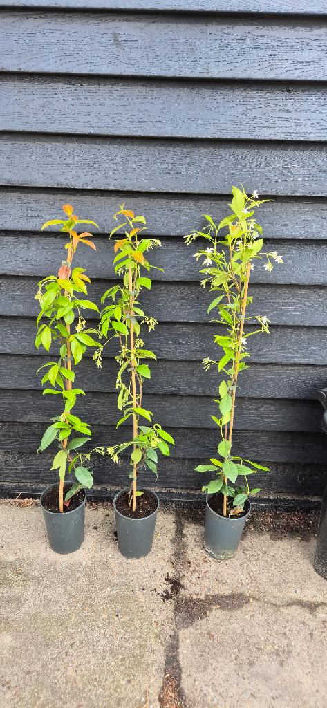 Toscaanse Jasmijn Met stok 90-100cm, Ophalen, Volle zon, Vaste plant, Klimplanten