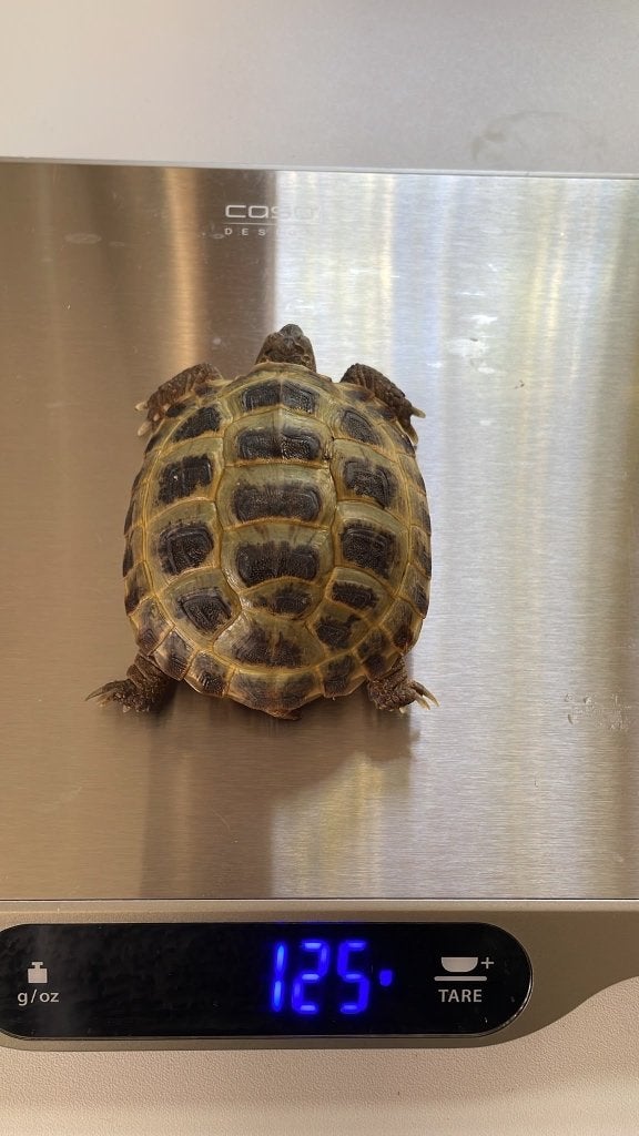 Vierteenlandschildpadden nakweek 2023 (4 vrouw, 1 man) Tortoise photo 9