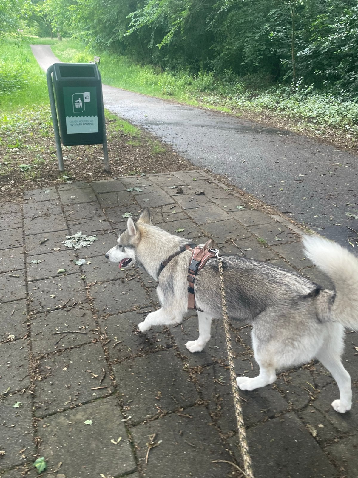 Pomsky 7 maanden, Ophalen of Verzenden, Zo goed als nieuw