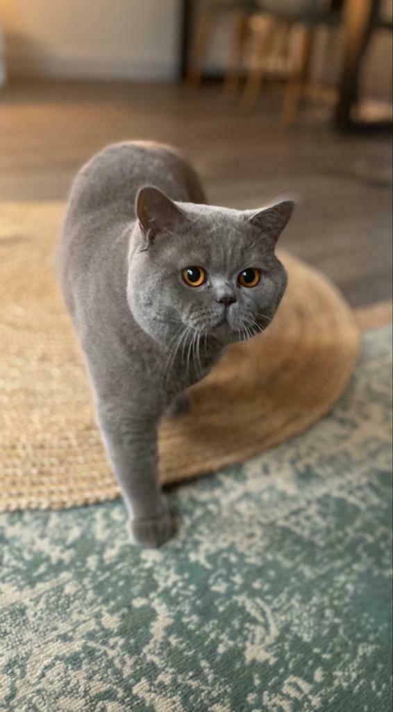 AANGEBODEN Prachtige lilac dekkater( NIET TE KOOP!! )