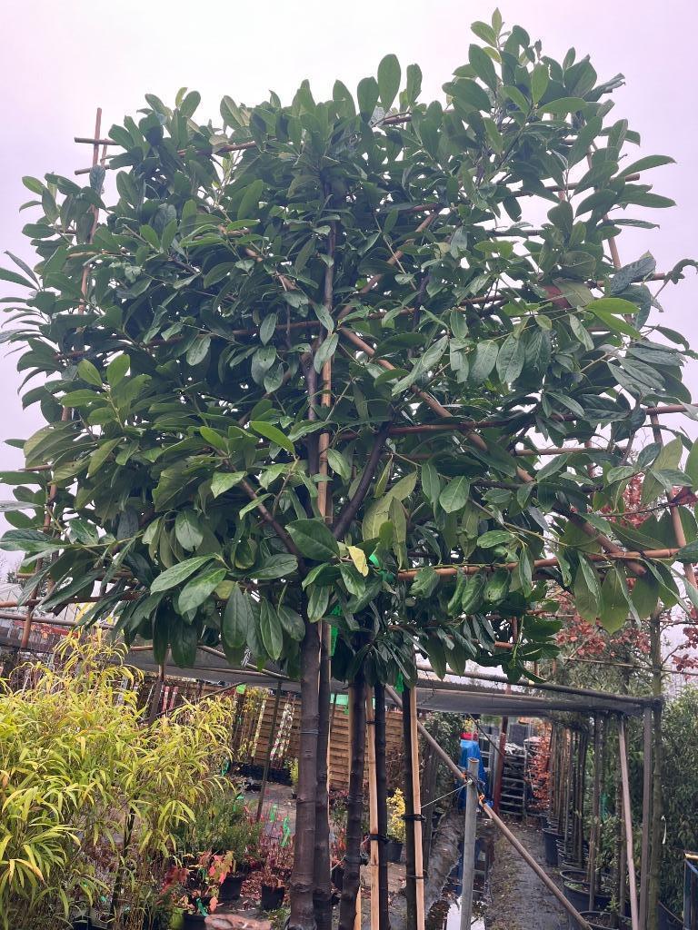 Leibomen groenblijvend / en andere soorten, Ophalen, Halfschaduw, Leiboom, 250 tot 400 cm