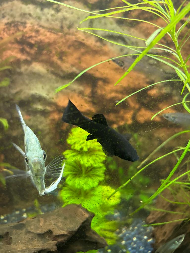2 zwarte mollies, Dieren en Toebehoren, Vissen | Aquariumvissen, Vis, Zoetwatervis