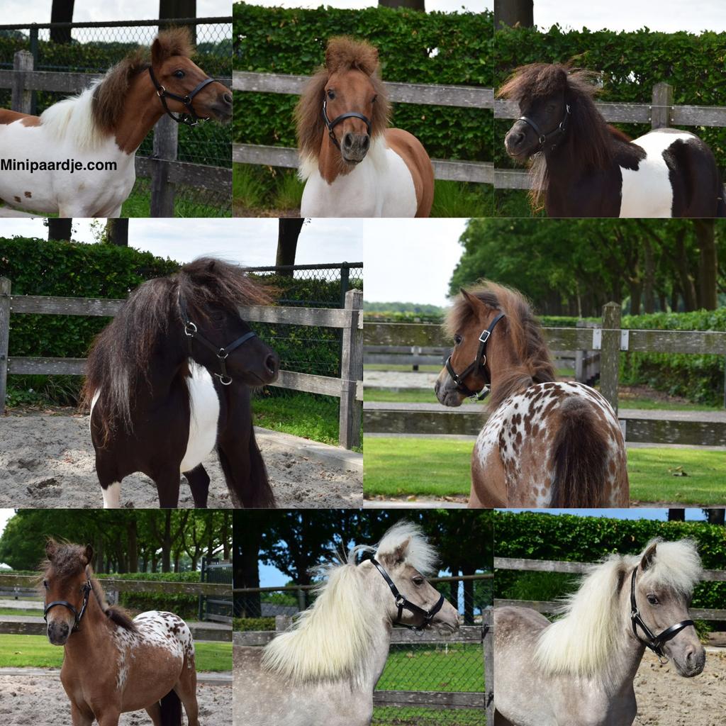 Meerdere aparte minipaardjes uit onze opfok, Dieren en Toebehoren, Pony's, Meerdere dieren, Recreatiepony, Met stamboom