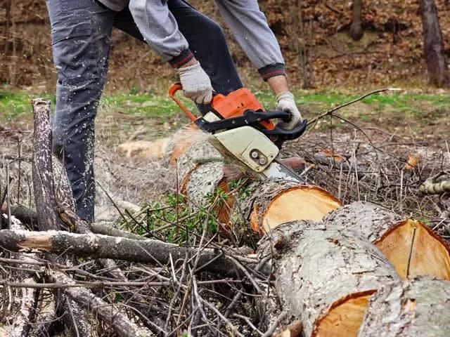 Gratis boom omzagen in ruil voor hout, Ophalen, Gebruikt, Boomzaag