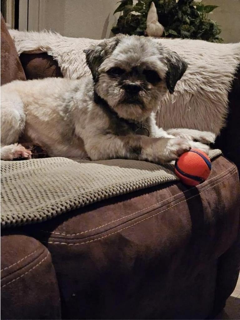 Boomer maltezer shih tzu dekreu, Reu, Eén hond, 3 tot 5 jaar, Nederland