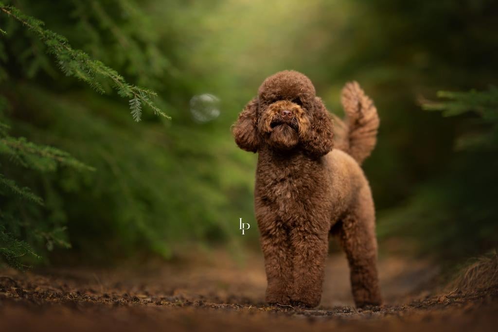 Choco toy poedel dekreu – Shipoo maltipoo cavapoo, Reu, 1 tot 2 jaar, Eén hond, Nederland