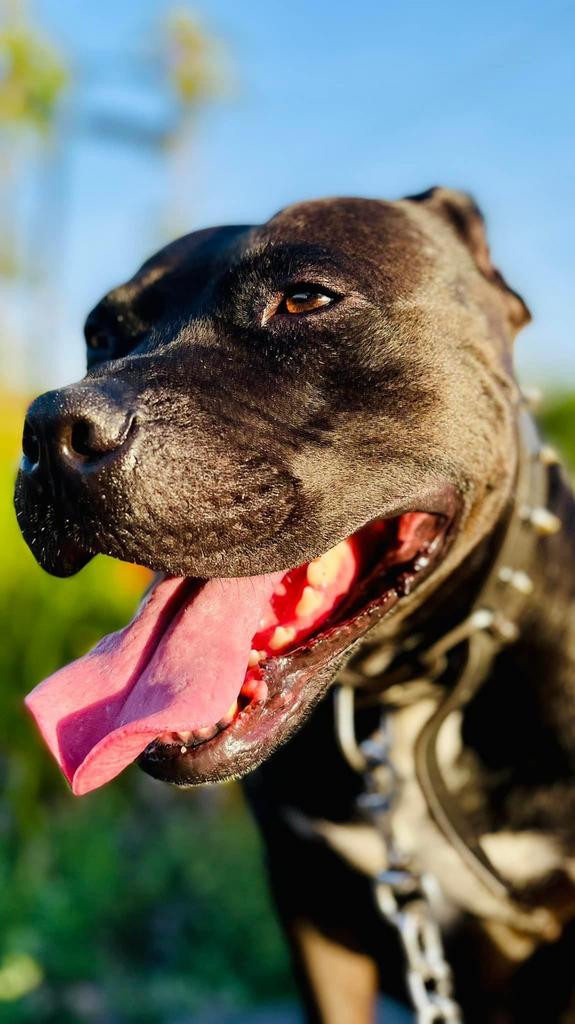 American pitbull terriër met ADBA Stamboom (Dekreu), 6 jaar of ouder, Particulier, Reu, Buitenland