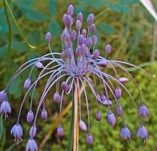 Zaden Berglook/Heksenknoflook- Allium carinatum subp. Pulch, Verzenden, Voorjaar, Volle zon, Zaad