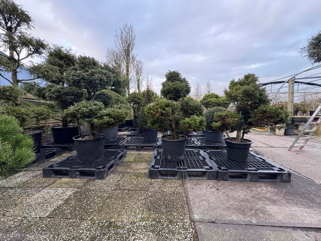 Vormbomen/Tuinbonsai: Grote Pre-Sale met Stuntprijzen!, Bloeit niet, 100 tot 250 cm, Dakboom, Ophalen