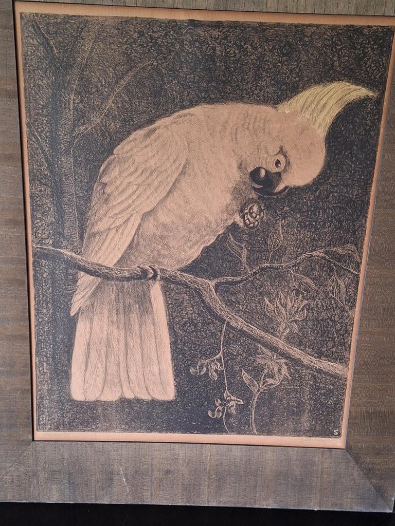 Prachtige tekening Adriaan van t hof van kaketoe in lijst, Ophalen