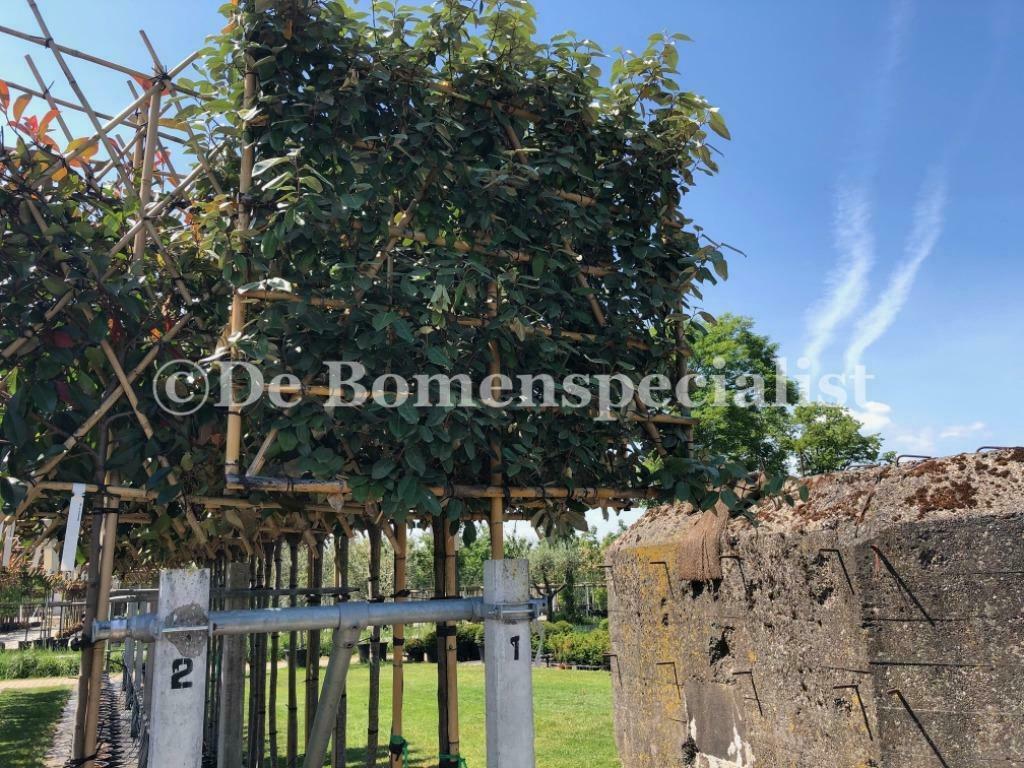 Lei Olijfwilg Elaeagnus / Lei Steeneik Quercus Ilex leiboom, Tuin en Terras, Planten | Bomen, Ophalen of Verzenden, Leiboom
