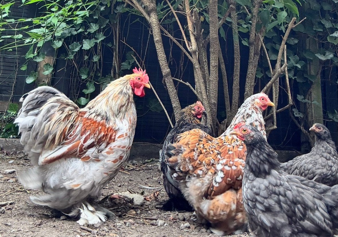 Kwartet raskippen (Cochin), 3 hennen en 1 haan, Meerdere dieren