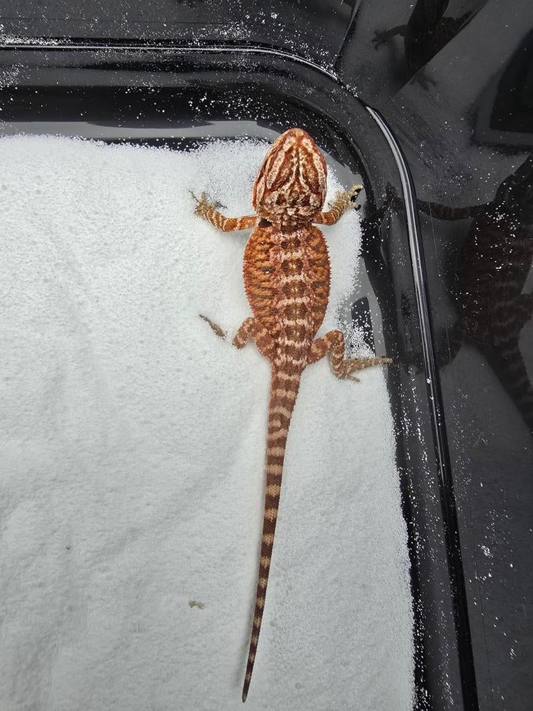 Red tiger baardagamen, Dieren en Toebehoren, Hagedis, 0 tot 2 jaar