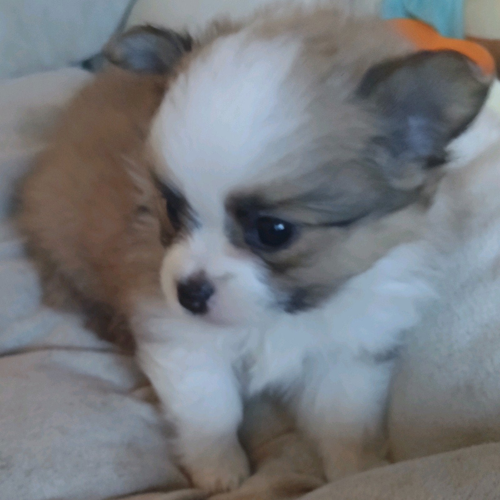 pomchi pup te koop, Overige merken, Ophalen, Nieuw, Overige typen