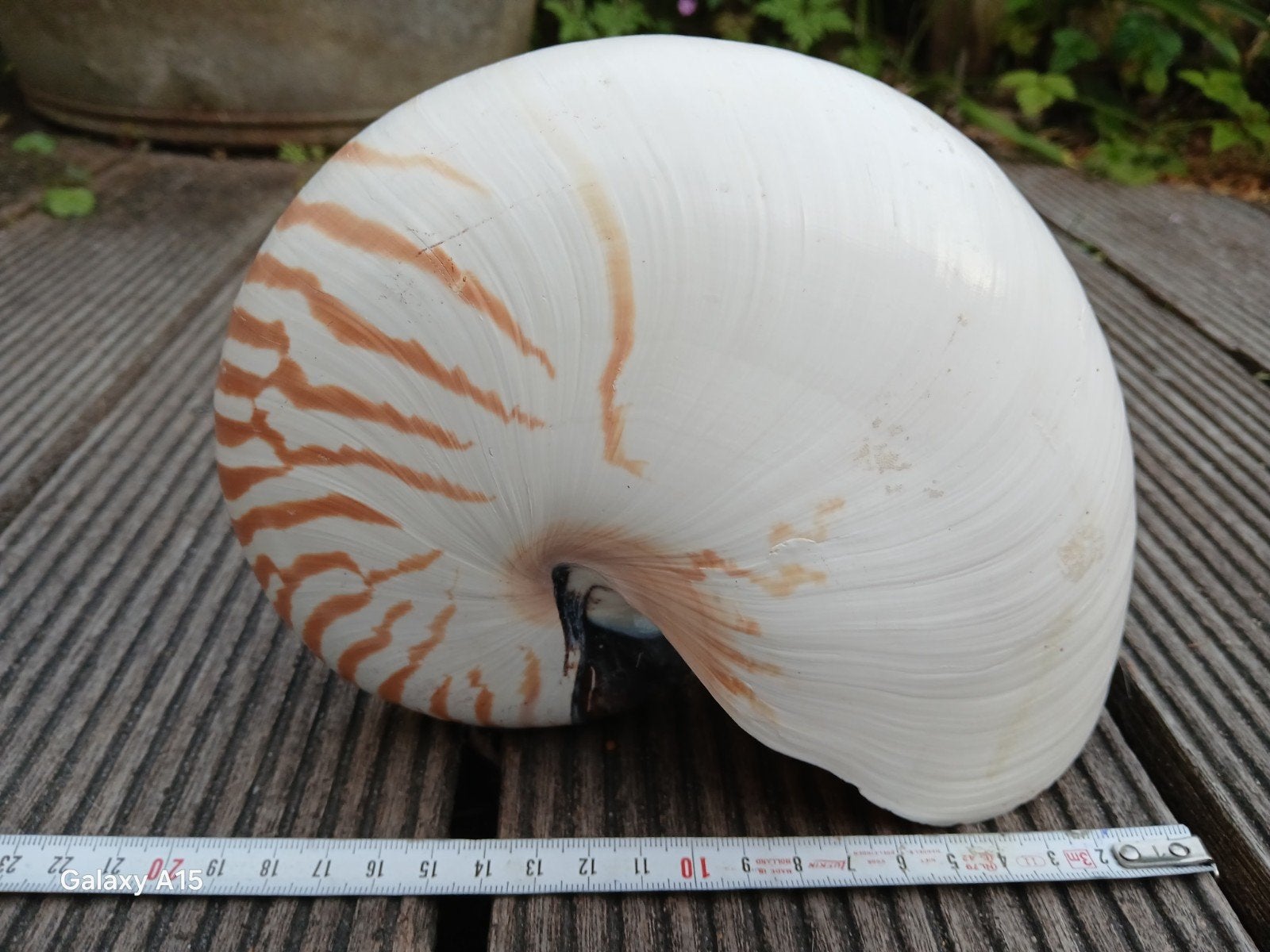Nautilus Pompilius, Ophalen of Verzenden
