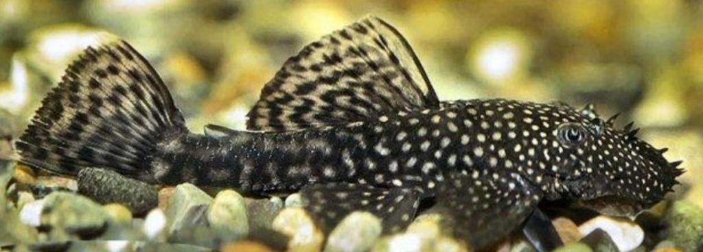 Ancistrus borstelneus baby algeneters, Ophalen