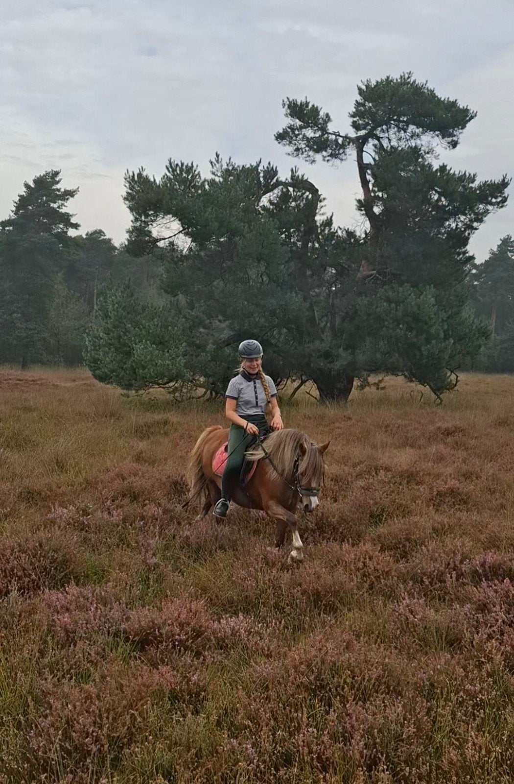 hobby,stalhulp aangeboden., Dieren en Toebehoren, Ophalen of Verzenden