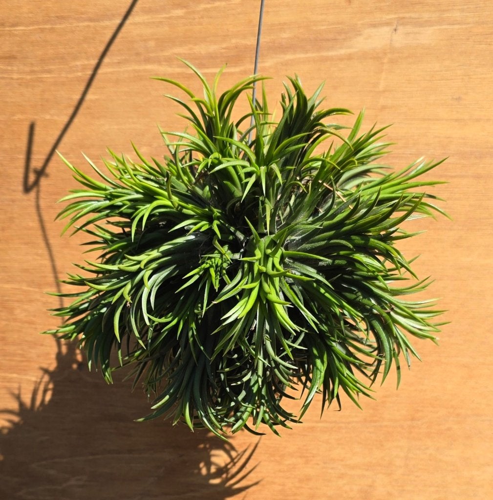 Tillandsia Ionantha  clumps, Verzenden, Halfschaduw, Minder dan 100 cm