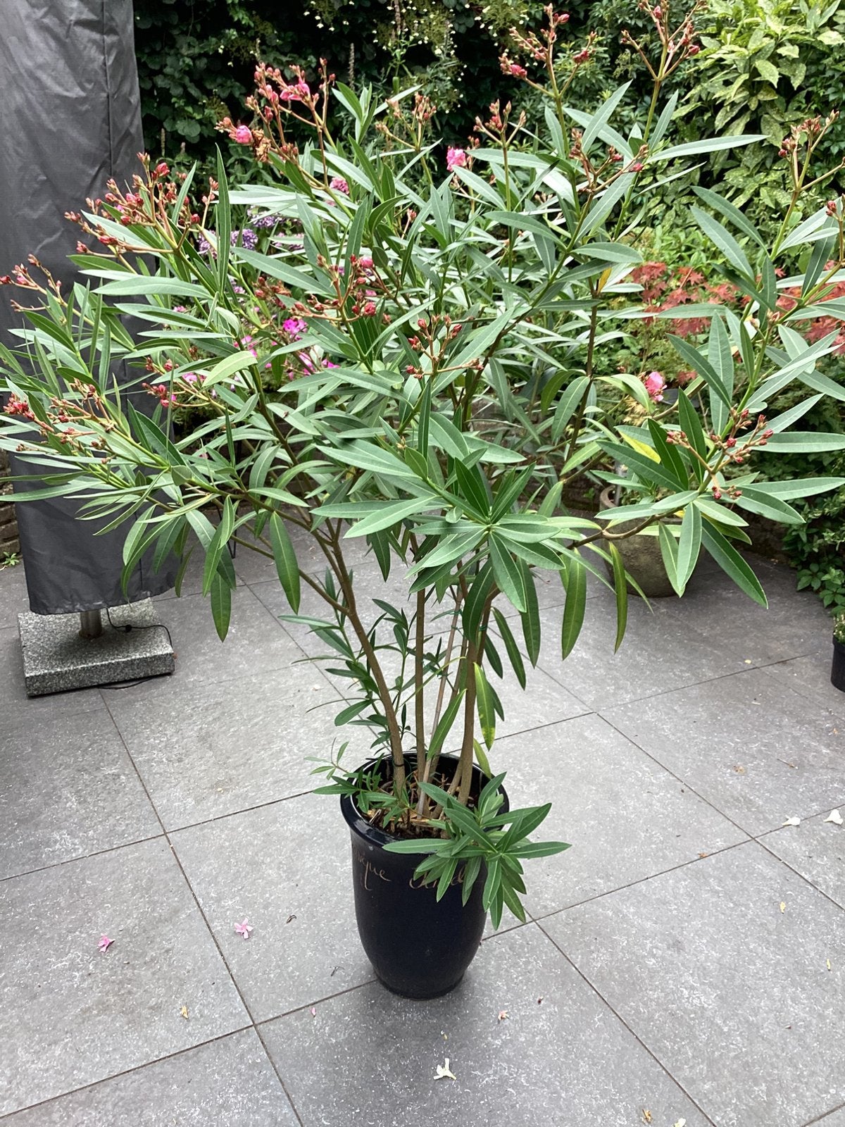 Oleander 16O cm, roze, Tuin en Terras, Ophalen, Overige soorten, Volle zon