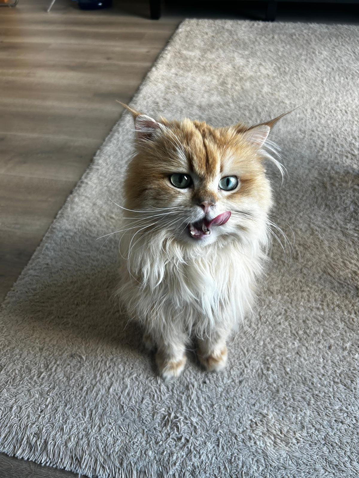 Dekkater Brits langhaar Golden Shaded, 0 tot 2 jaar