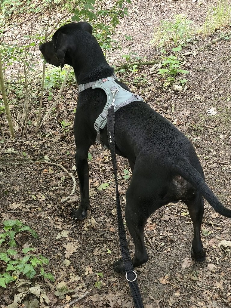 Dobermann kruising Weimaraner,, 15 weken tot 1 jaar, Reu, Parvo, Eén hond