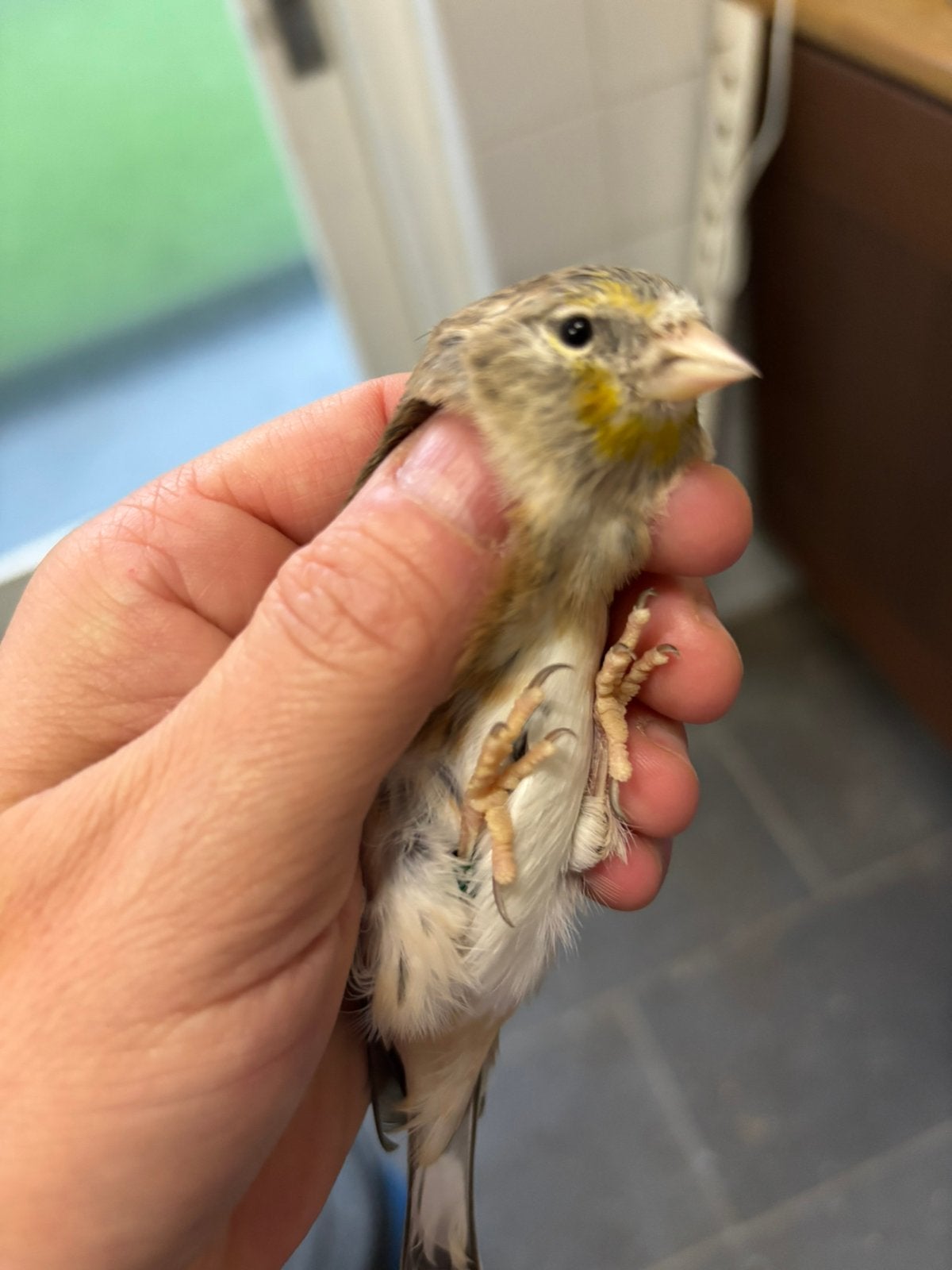 Bastaard Putter Majoor x Kanarie POPPEN 2026, Vrouwelijk, Wildzangvogel