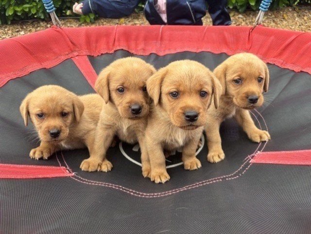 Red Fox labrador puppy`s raszuiver!, Parvo, 8 tot 15 weken, Labrador retriever, Meerdere