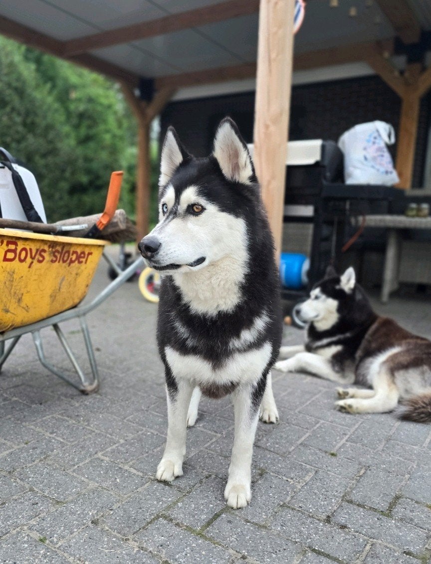 2 sociale lieve husky broers, Reu, 1 tot 2 jaar, Poolhond, Meerdere