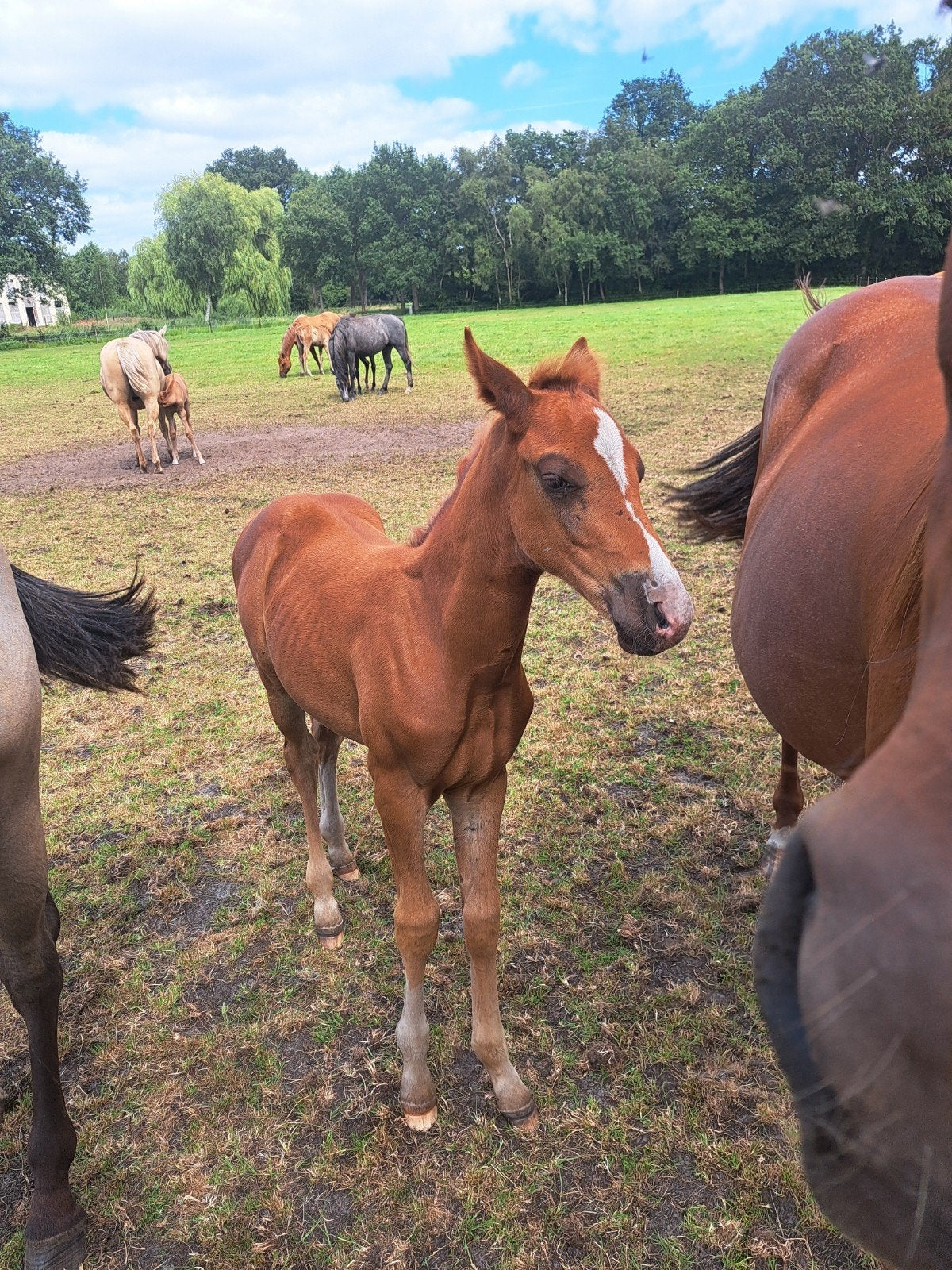 Paarden meerdere dieren, Minder dan 160 cm, Met stamboom, Niet van toepassing, 0 tot 2 jaar