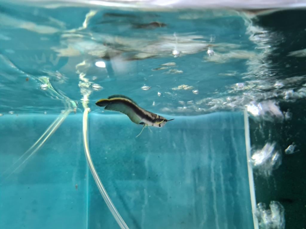 Zwarte Arowana, Osteoglossum Ferreirai, Dieren en Toebehoren, Vissen | Aquariumvissen, Vis, Zoetwatervis