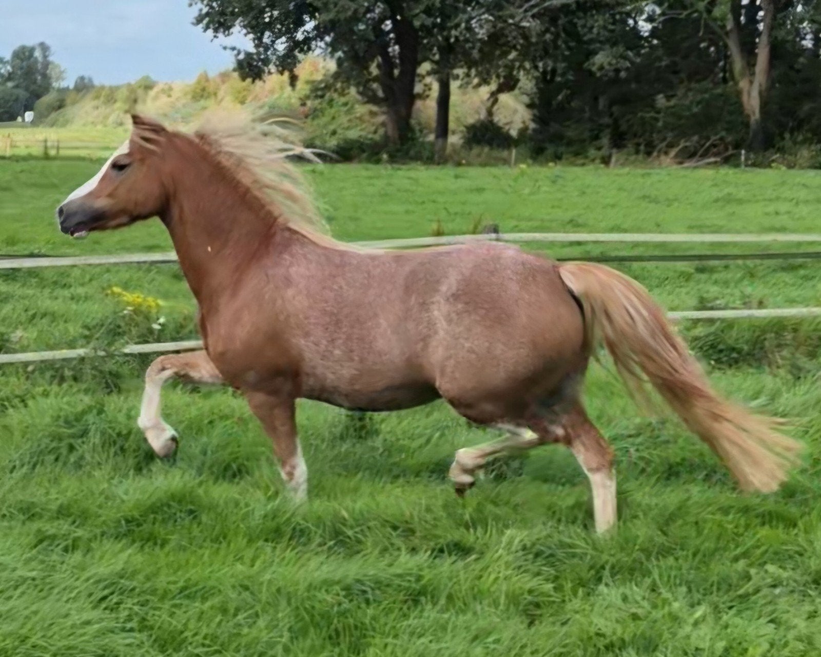 super mooie en lieve 7 jarige Sectie A Welsh Merrie, Dieren en Toebehoren, Merrie, B pony (1.17m tot 1.27m), 7 tot 10 jaar