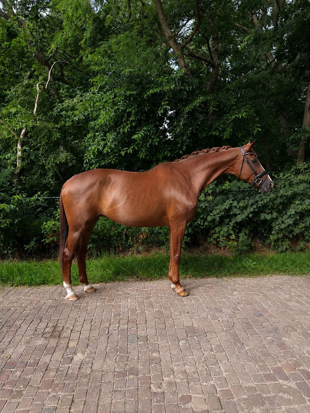 fijne dressuurmerrie met veel mogelijkheden!, Dieren en Toebehoren, Merrie, Met stamboom, M, Dressuurpaard