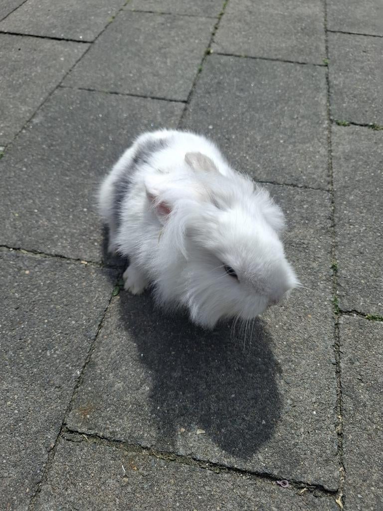 Lief vrouwtjes konijn, Dieren en Toebehoren, Konijnen, Vrouwelijk